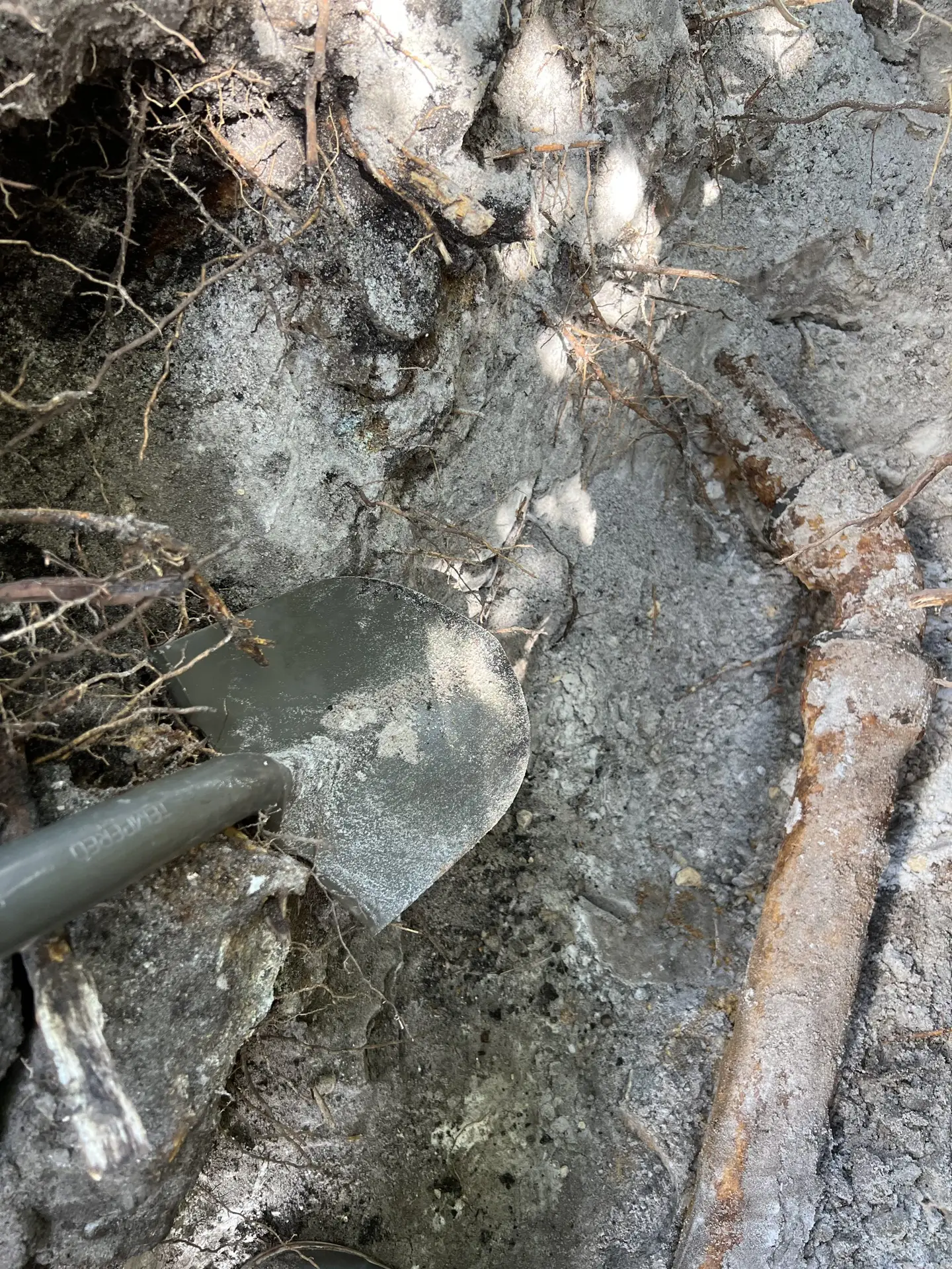 Tree roots and damaged cast iron sewer pipe in older Broward County home
